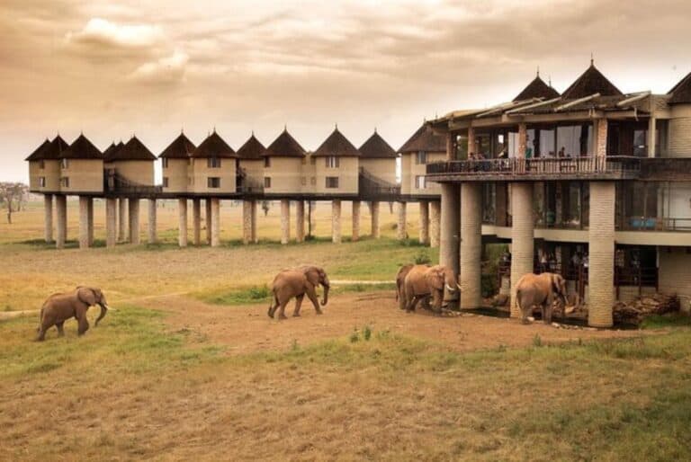 Safari de 2 jours à Taita Hills