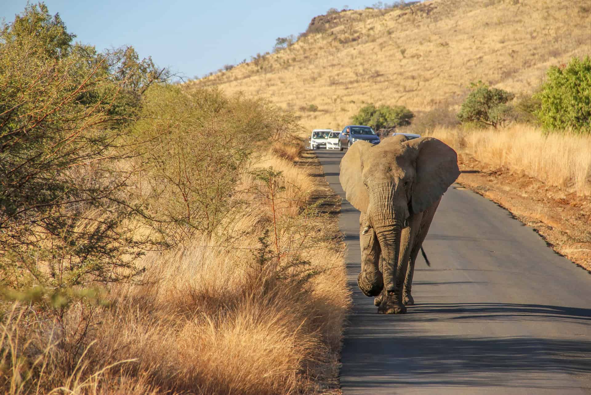 visite du pilanesberg national park