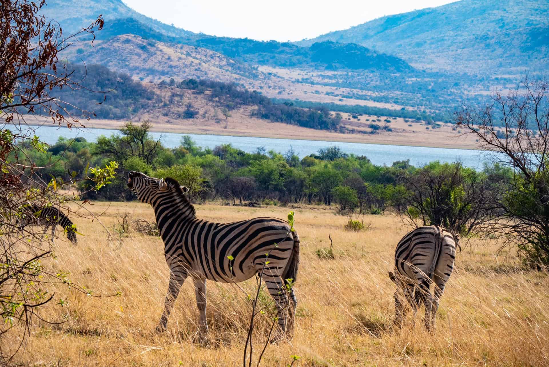 zebres au parc de pilanesberg