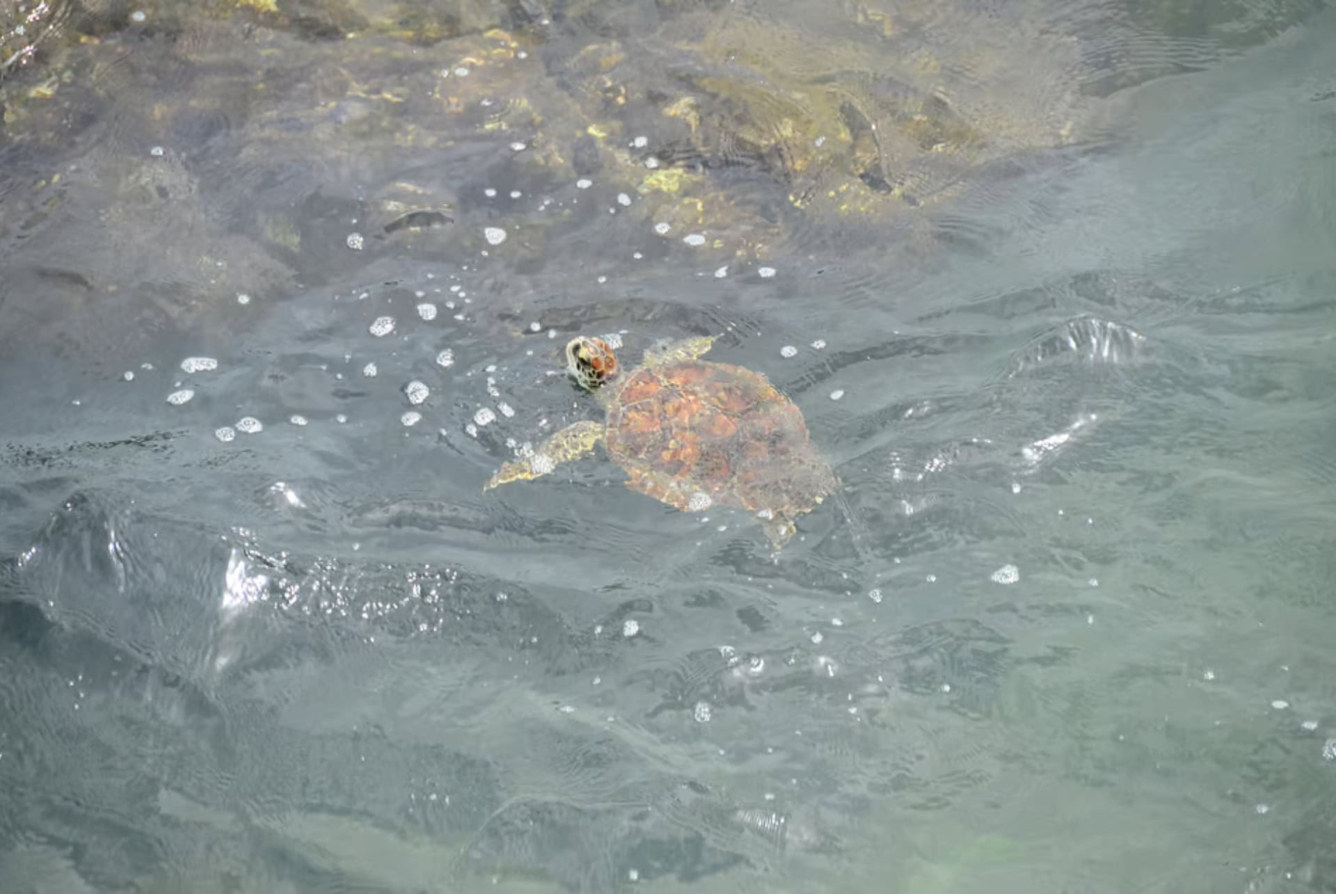 baie des tortues a boa vista