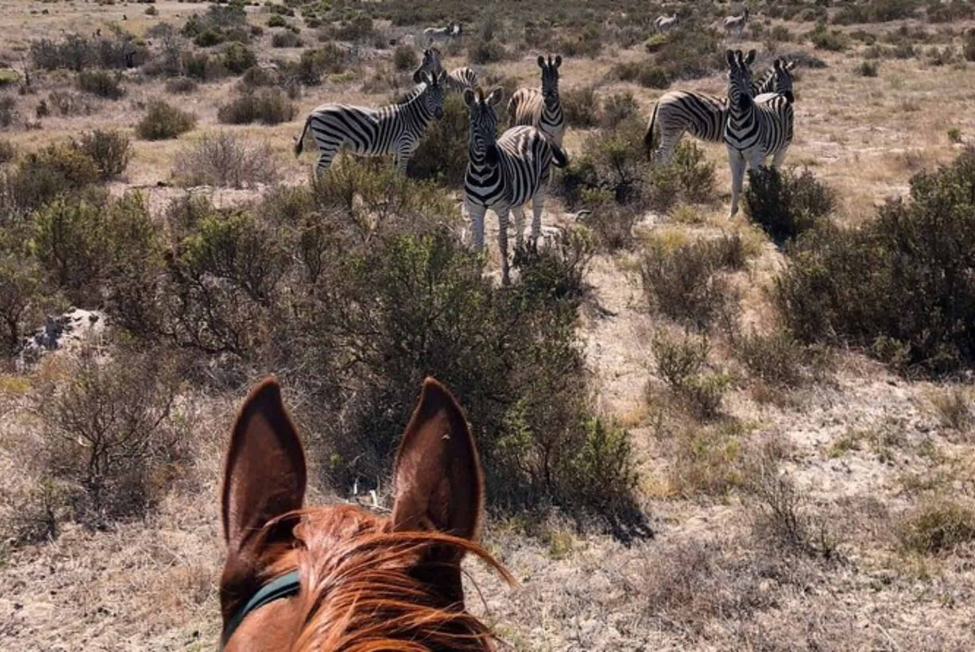 balade a cheval cap occidental