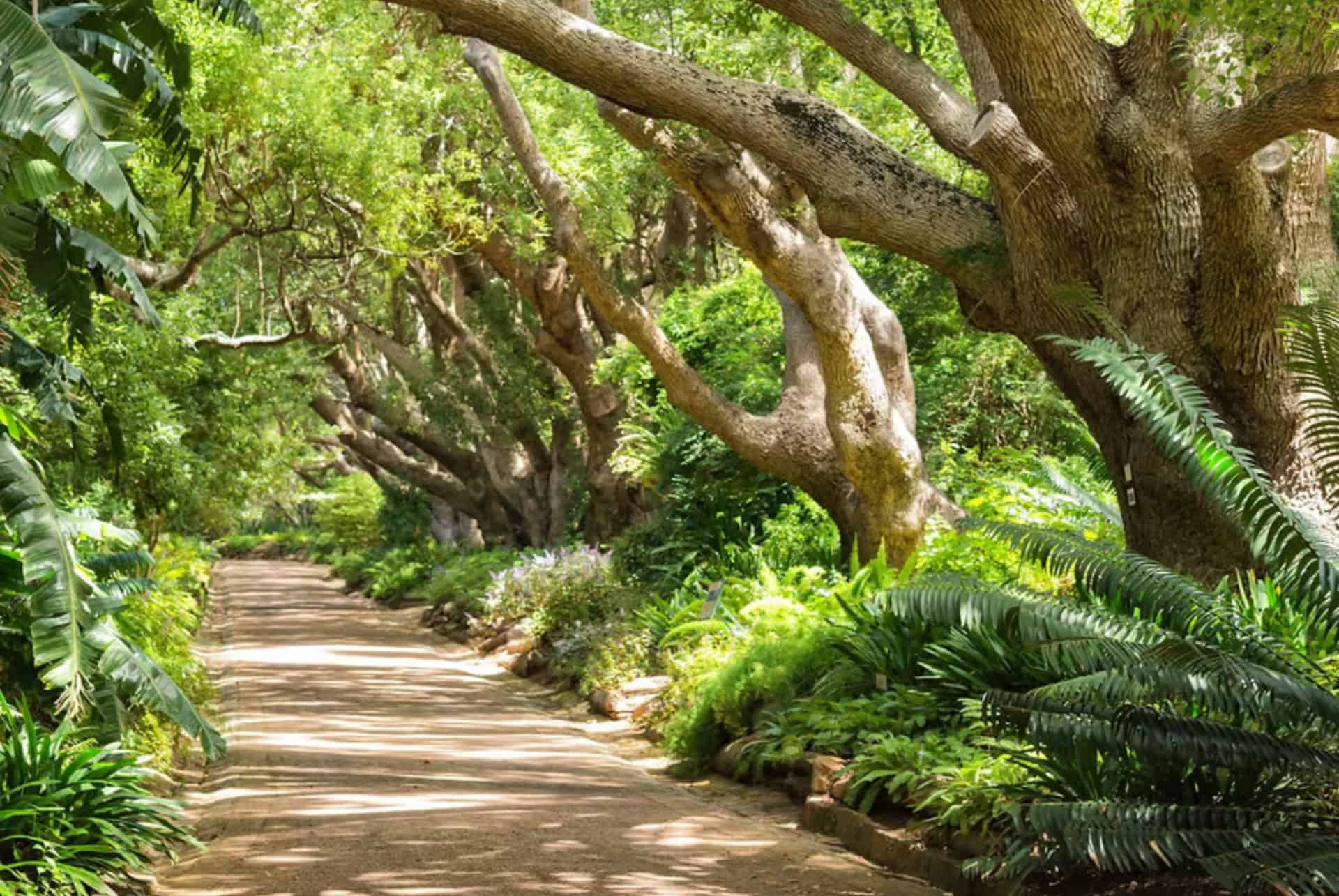 jardin botanique de kirstenbosch