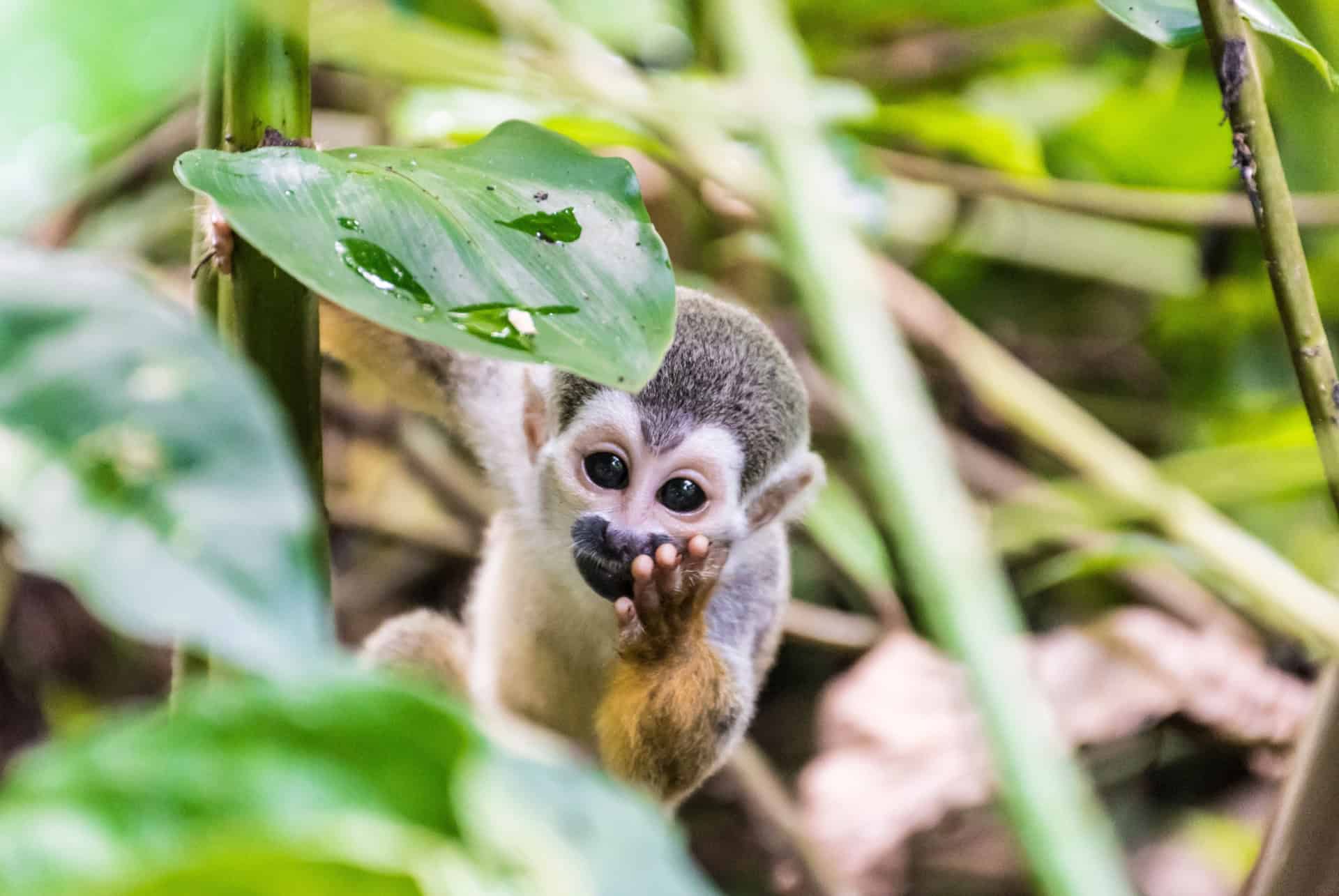 jungle amazonienne equateur