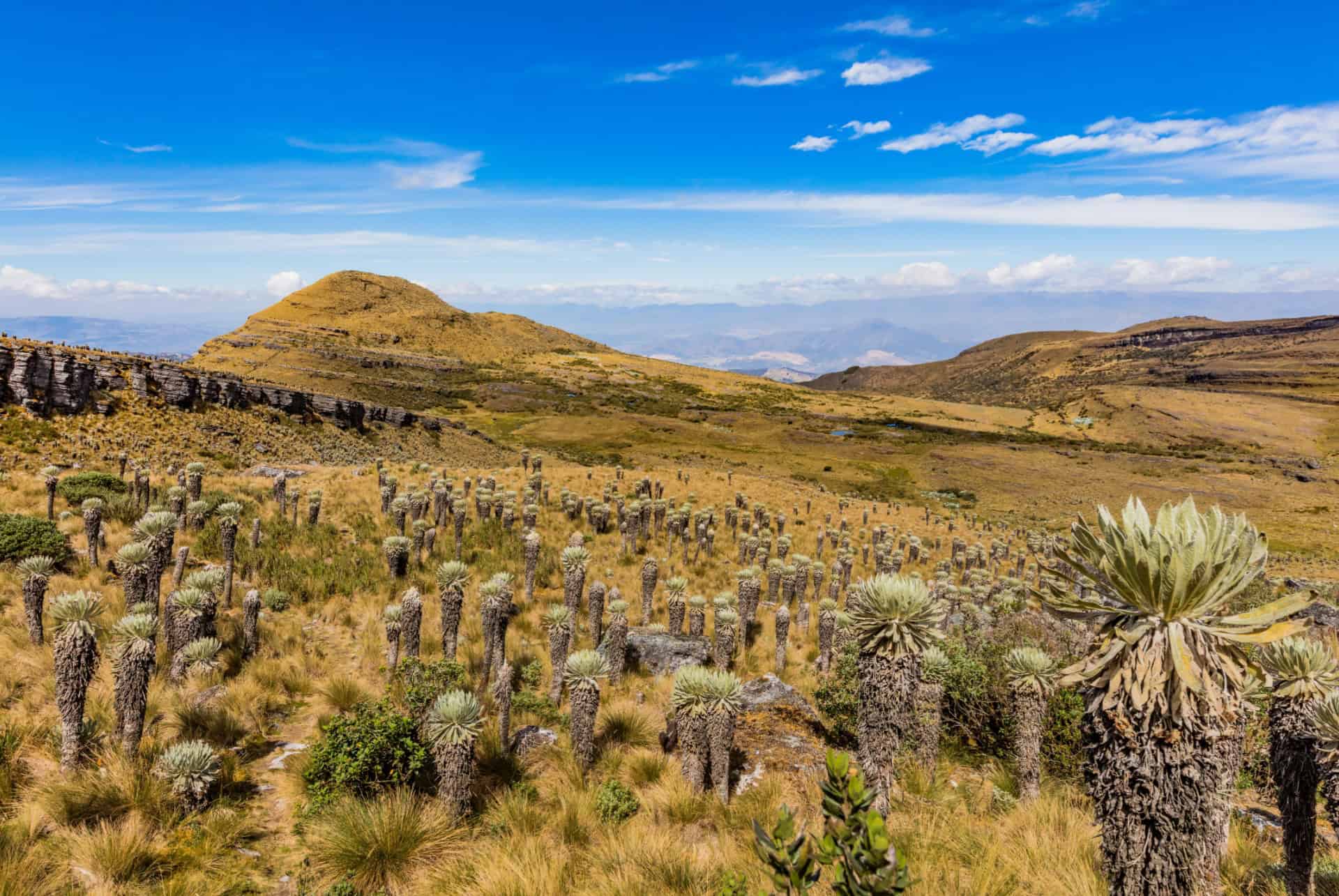 paramo de oceta que faire colombie