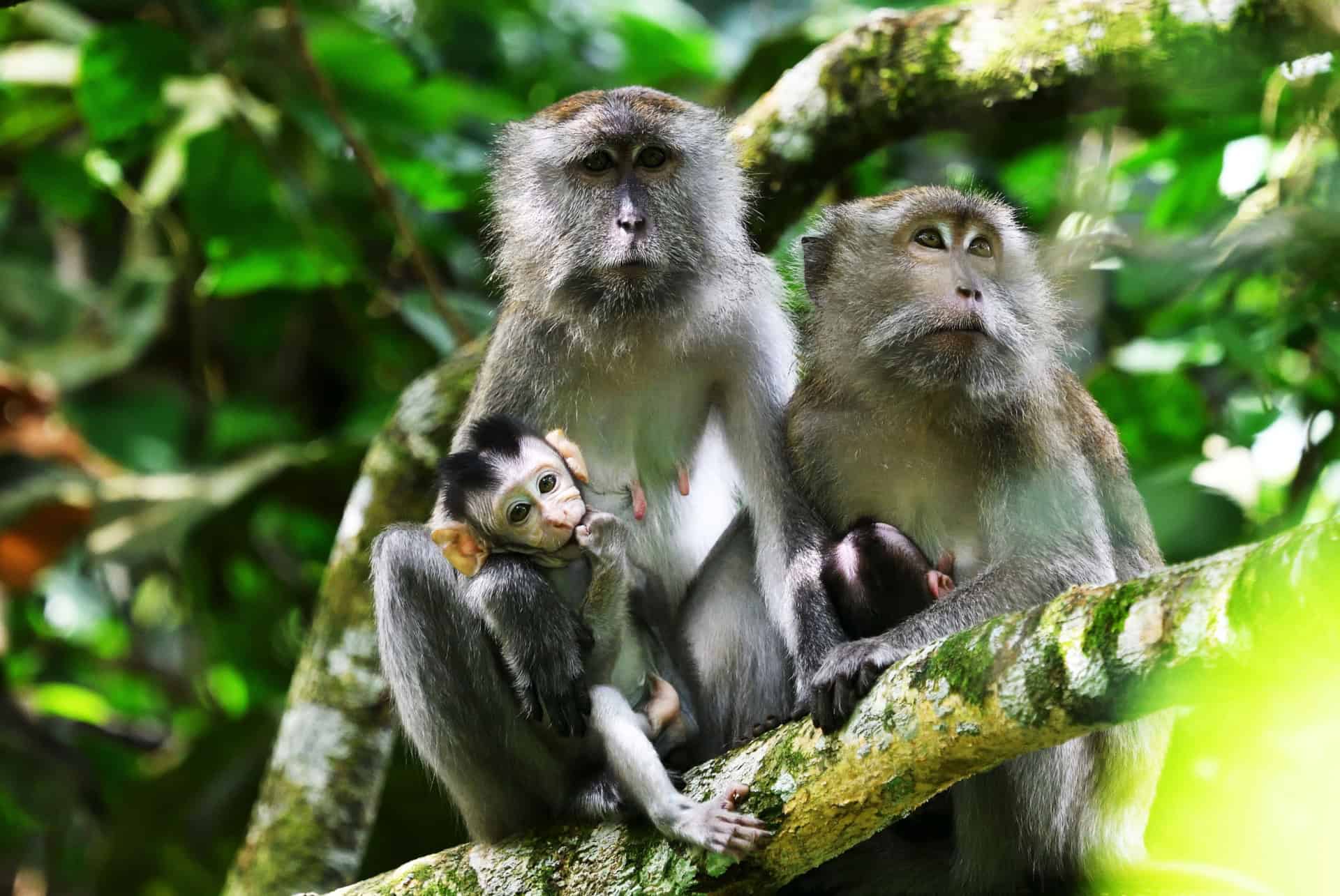 parc national taman negara malaisie