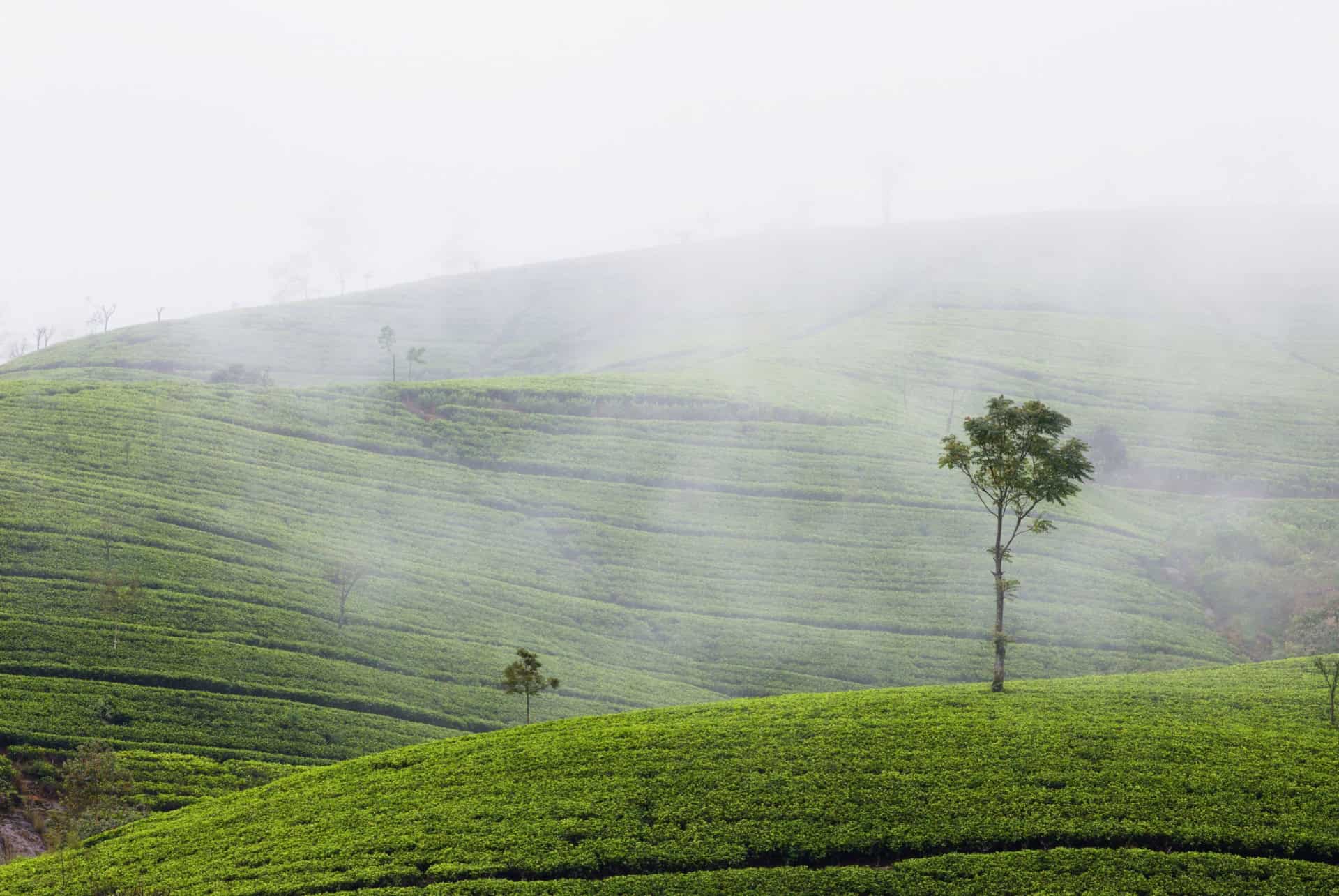 plantations the sri lanka