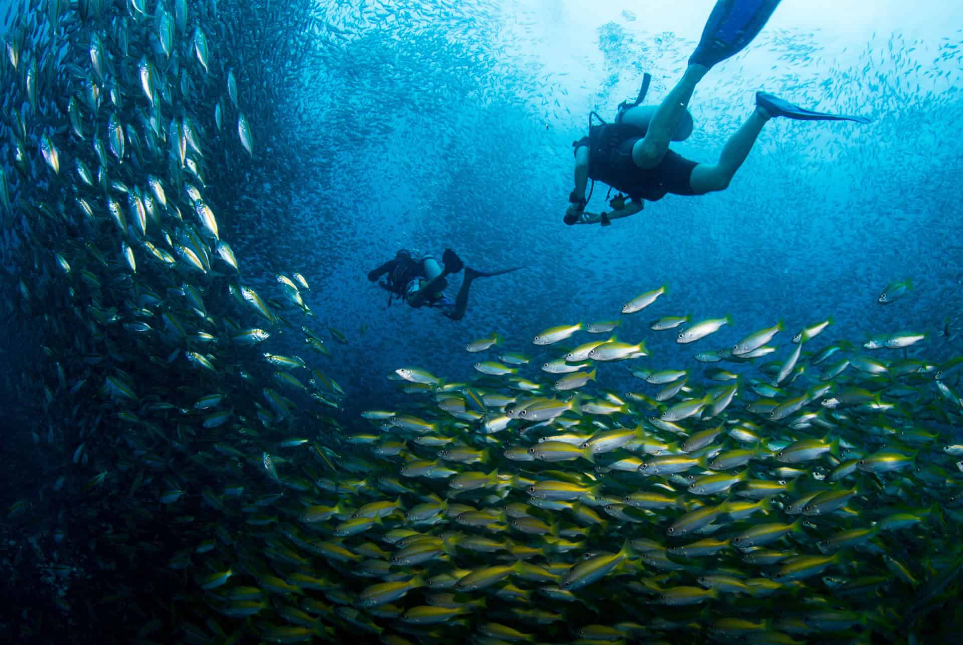 plongee koh tao thailande