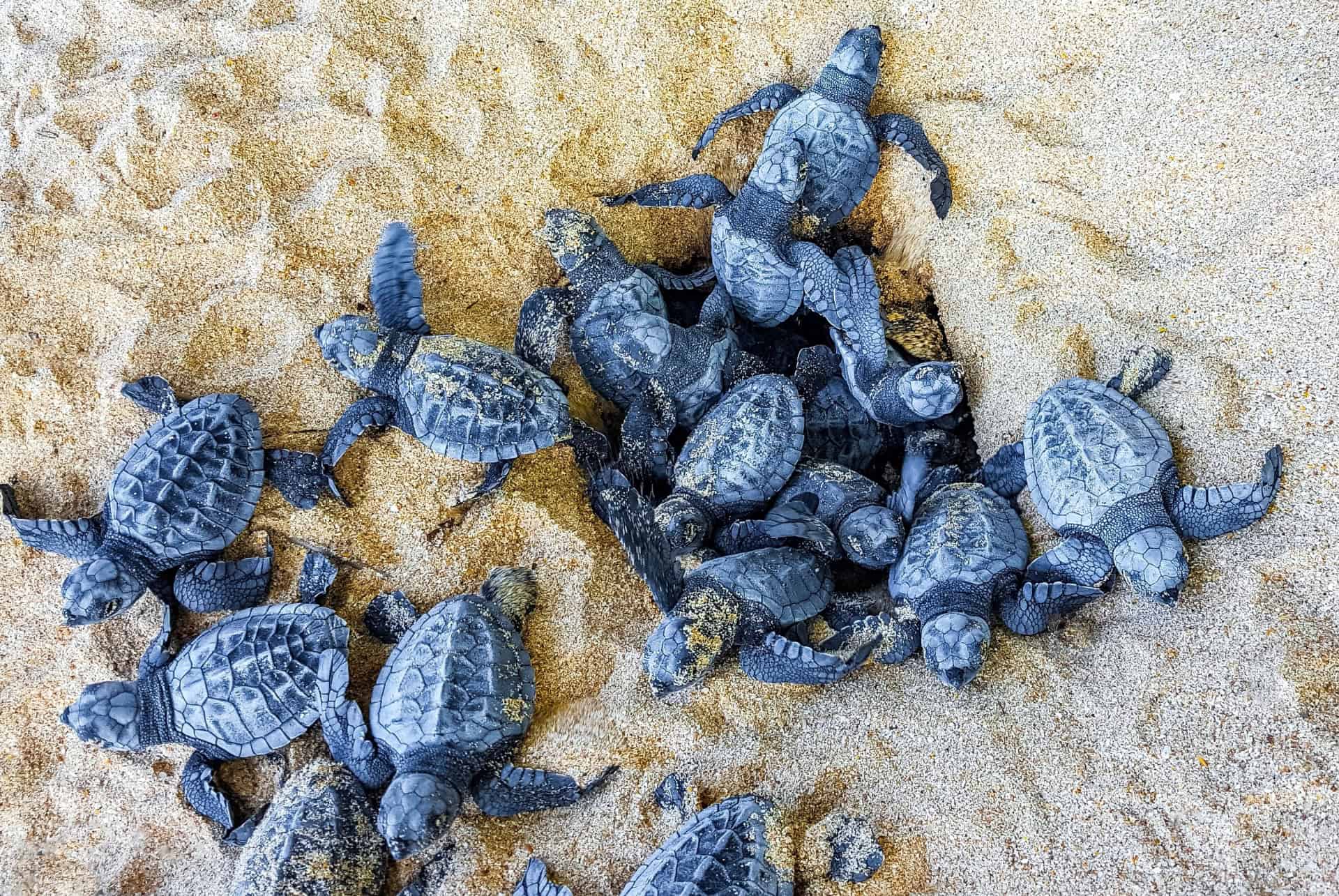 ponte tortues mirissa