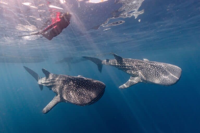 Snorkeling avec les requins-baleines