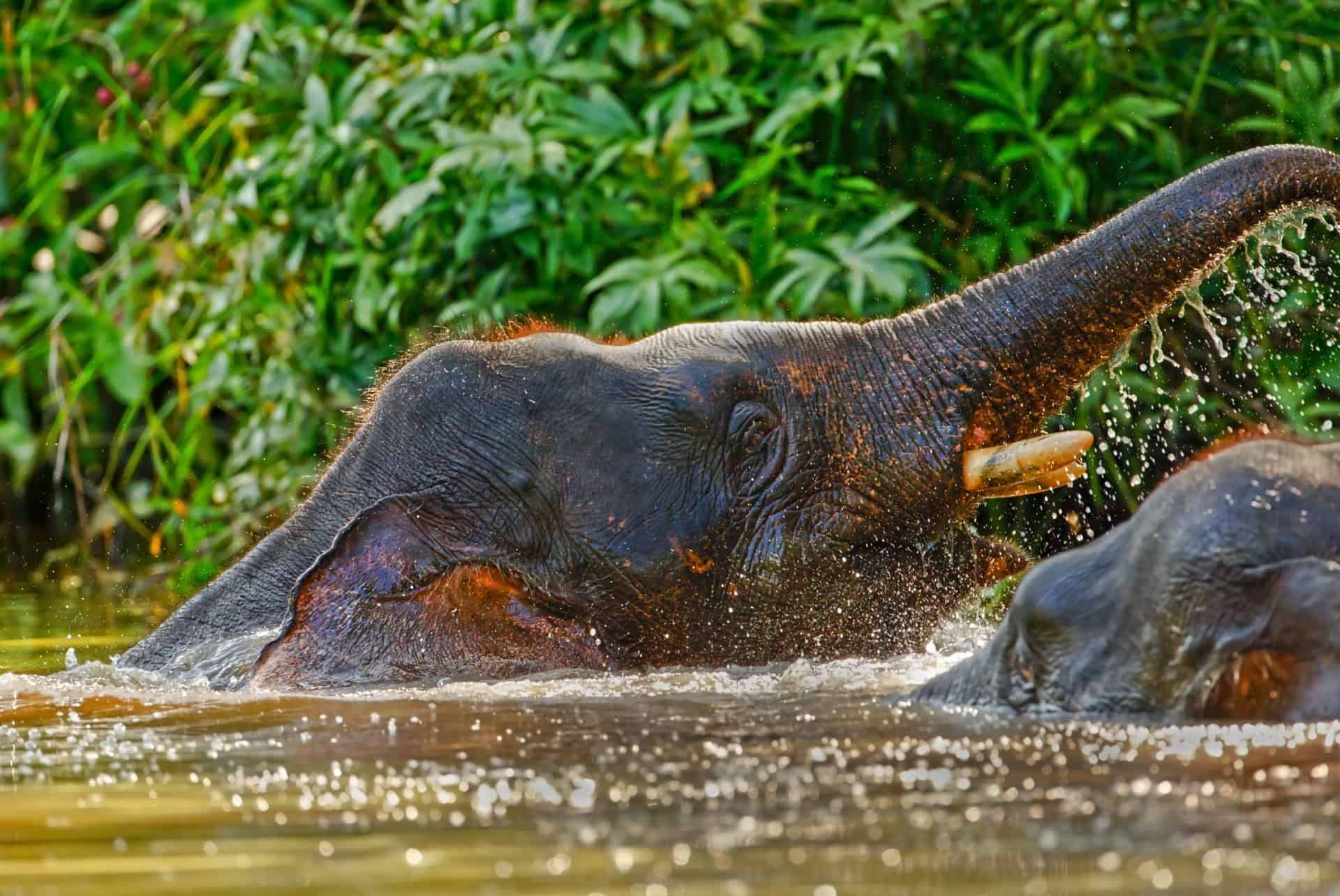 riviere de kinabatangan elephant