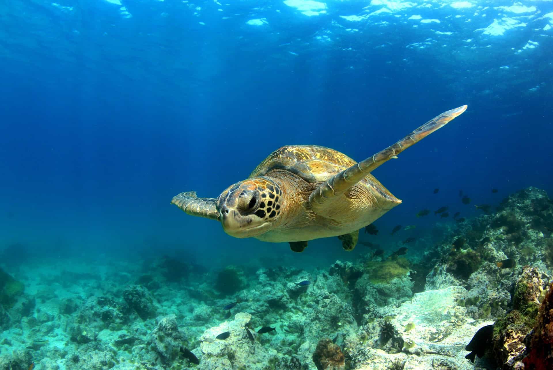 snorkeling iles galapagos