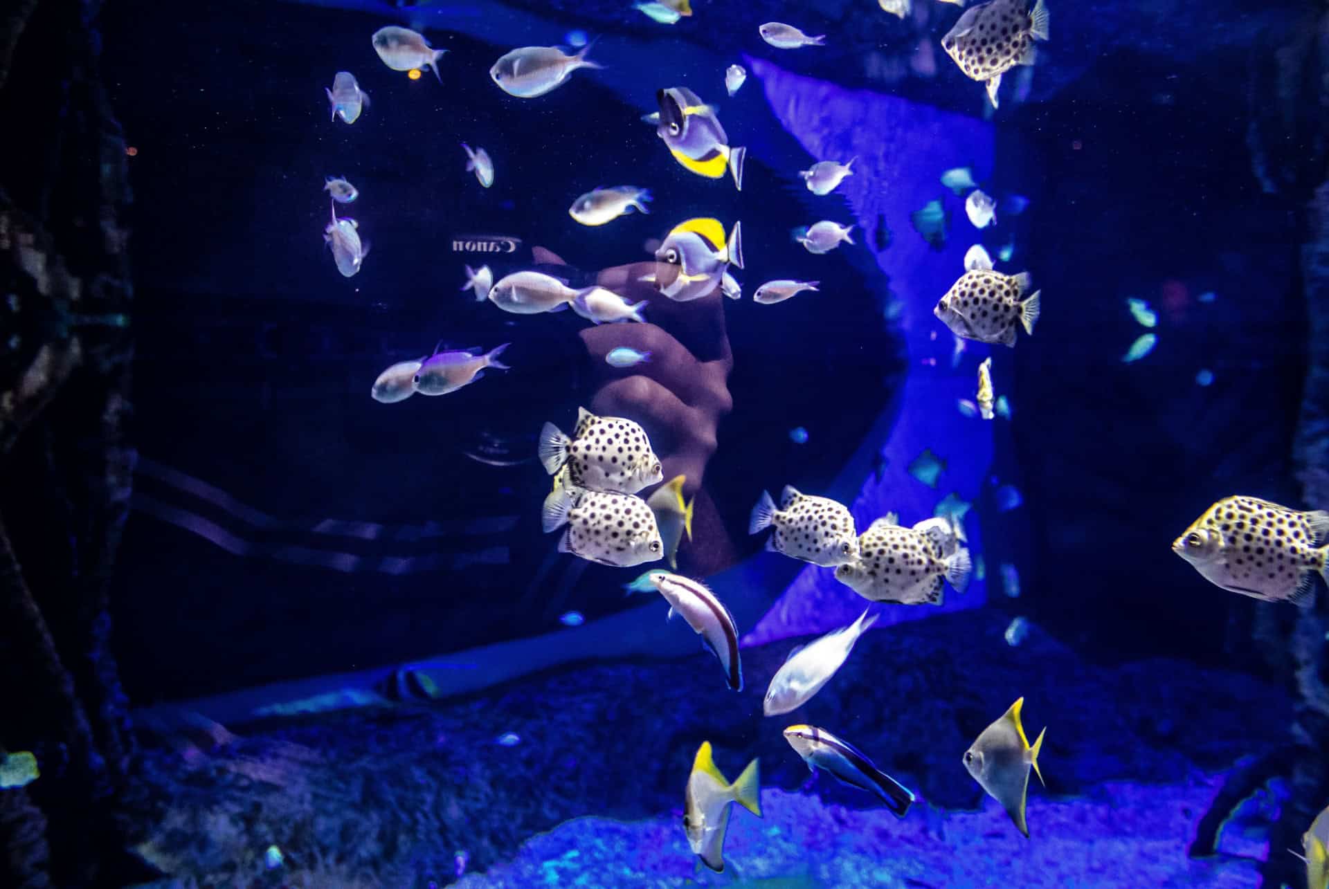 aquarium de seville