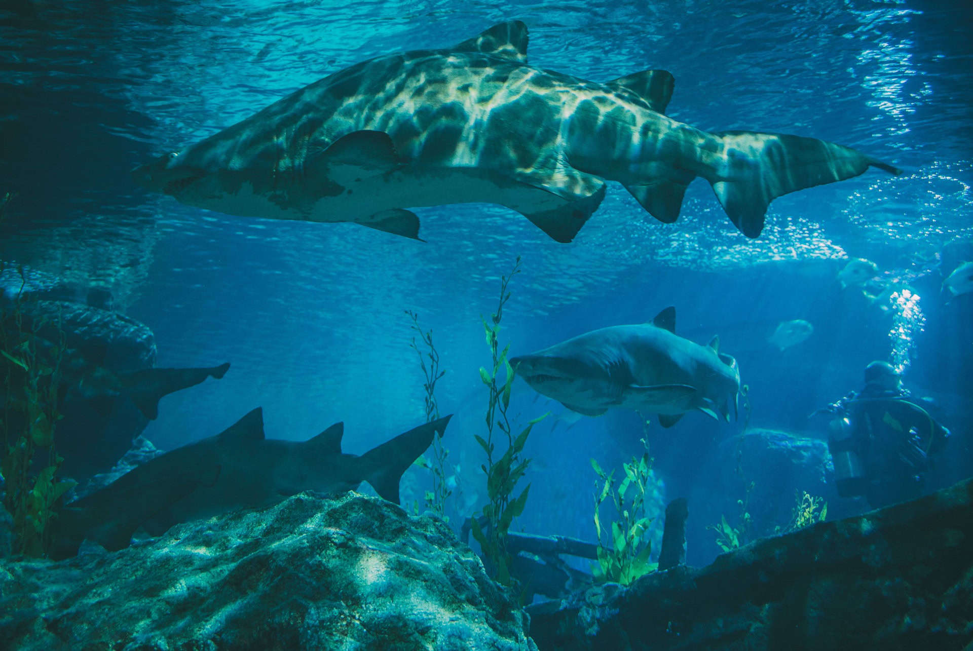 aquarium requin