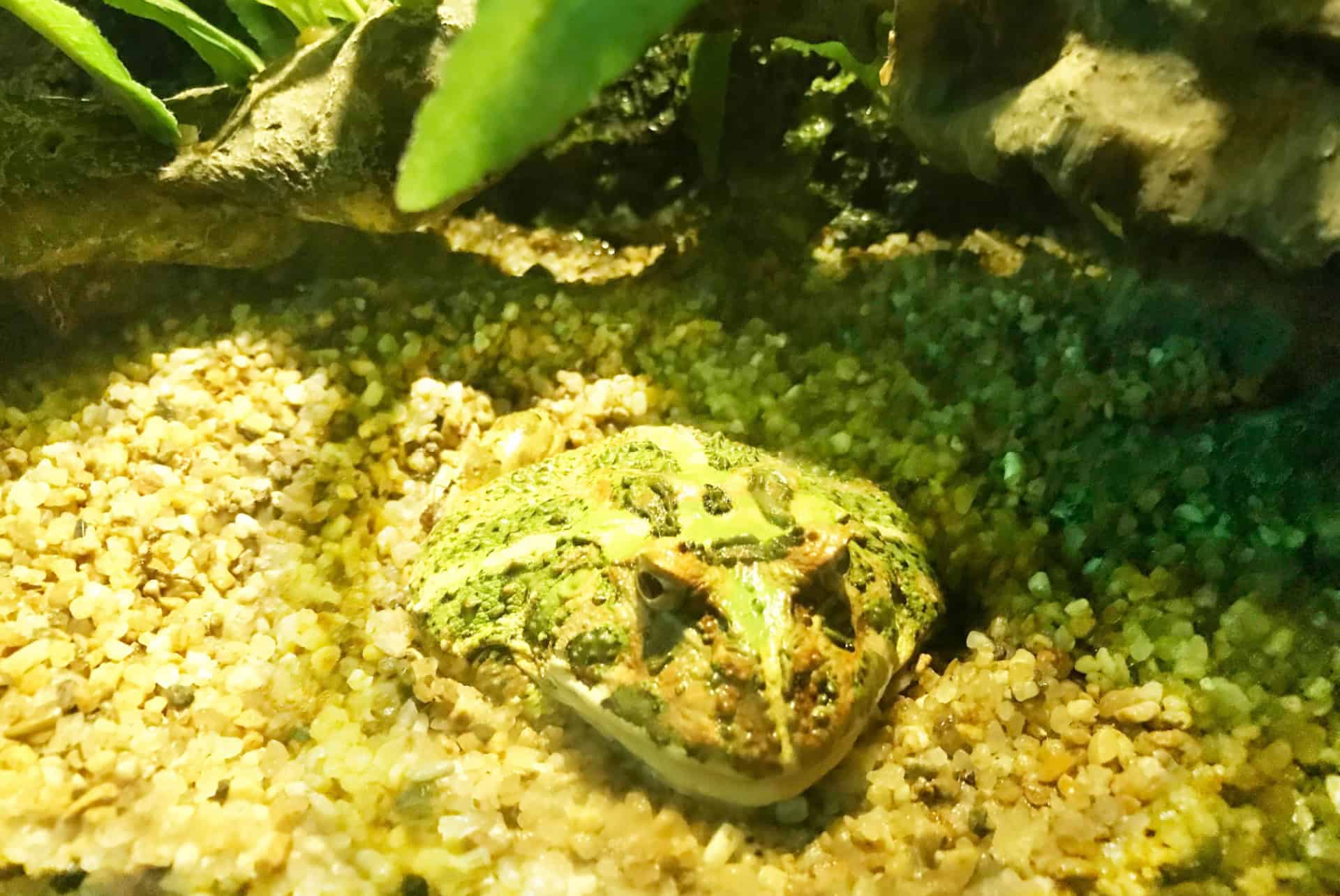 bangkok aquarium