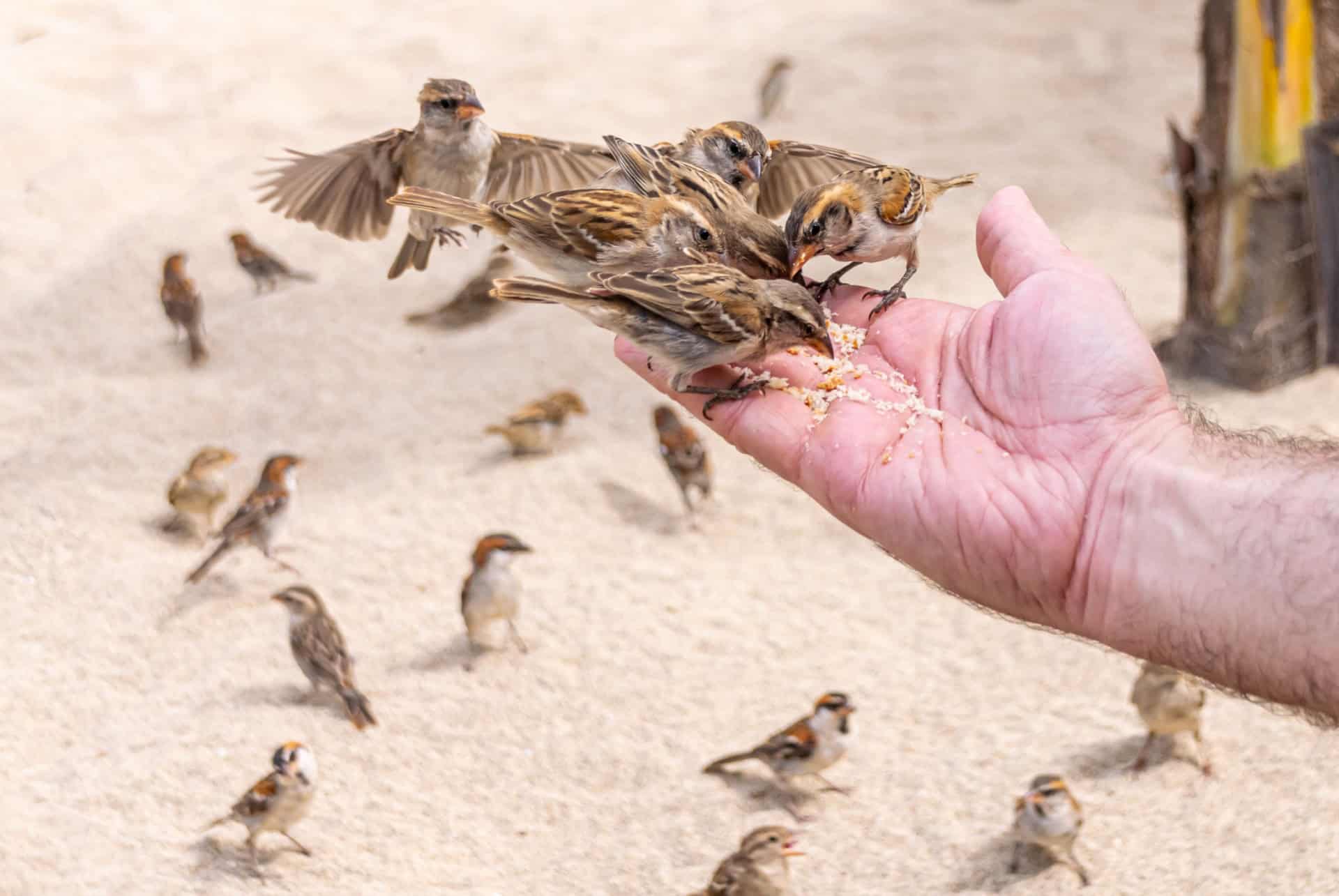 oiseaux tropicaux cap vert