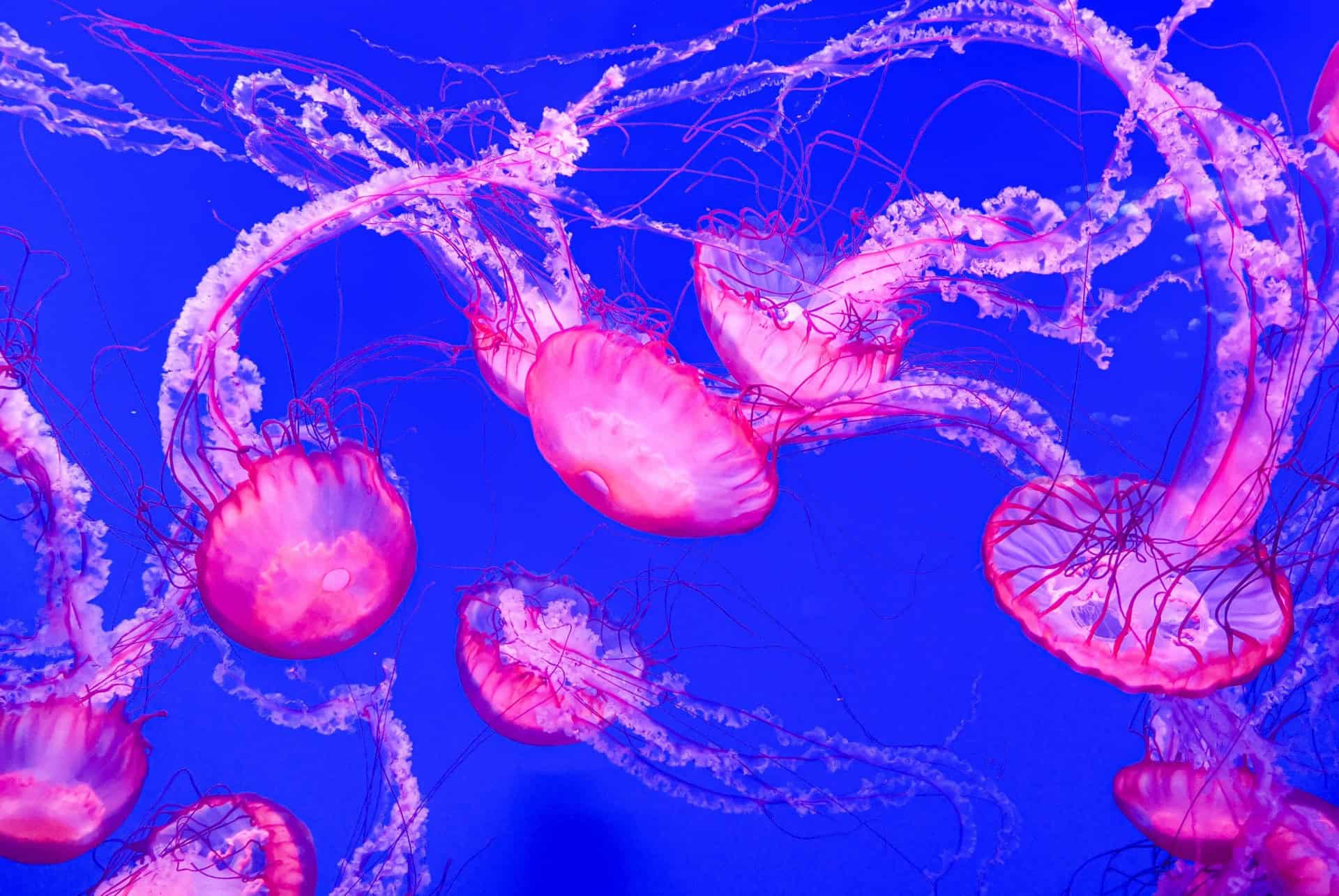 the jellyfish universe