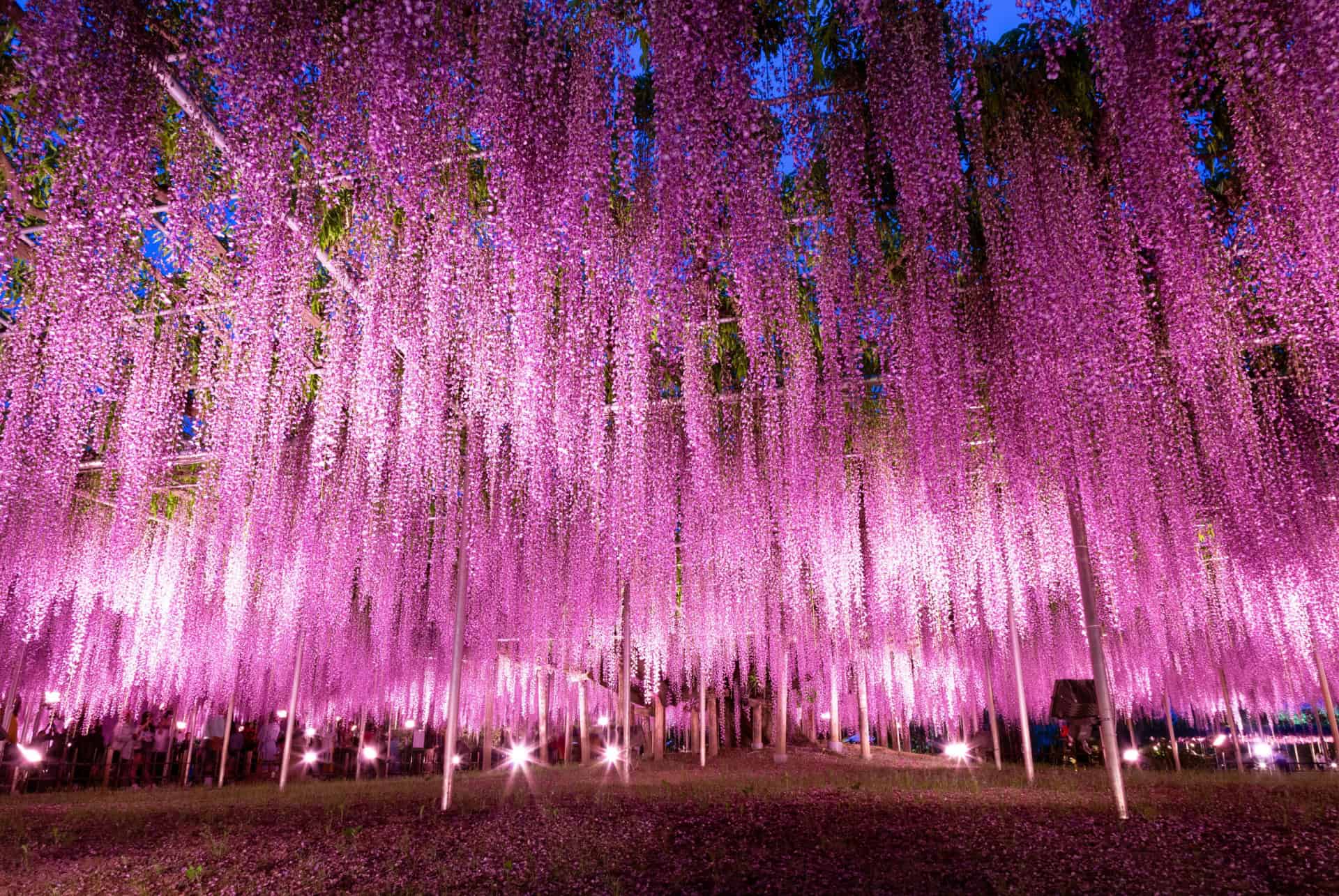 glycine ashikaga japon avril