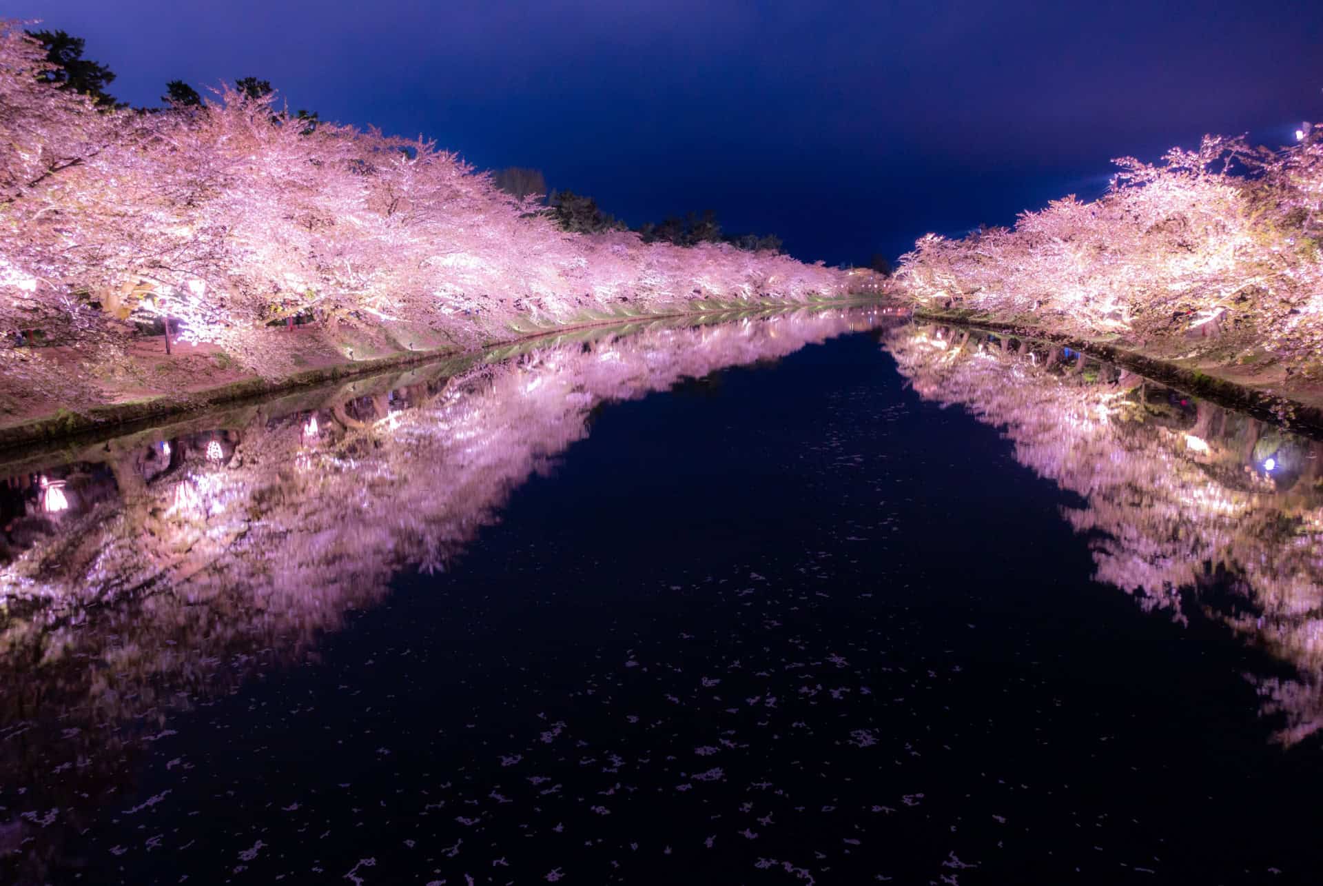 parc hirosaki japon avril