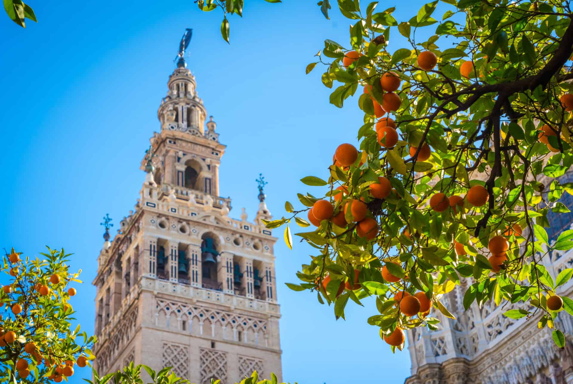 giralda et orangers